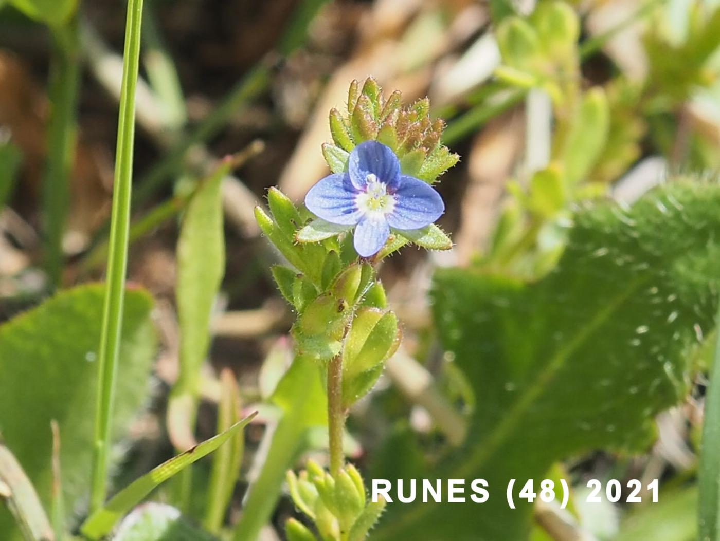 Speedwell, Fingered flower